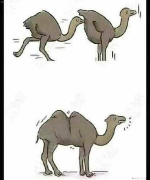 낙타 조상은 타조